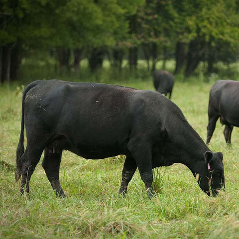 Eighth Cow