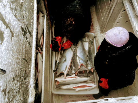 Freshly caught wild Alaskan coho salmon in a fishing boat's hold, handled by the crew