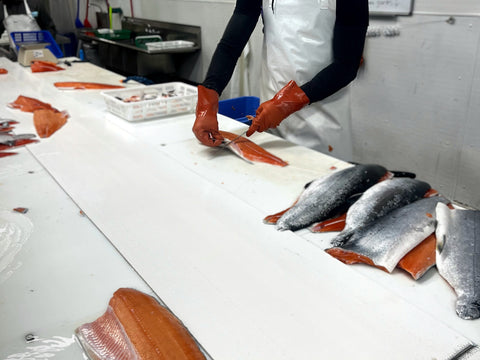Whole wild Alaskan coho salmon with silver skin being filleted by hand