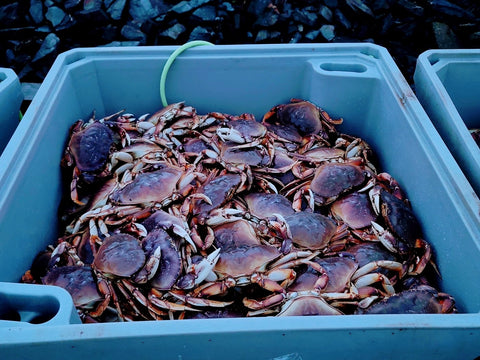 Dungeness Crab - 2 lb