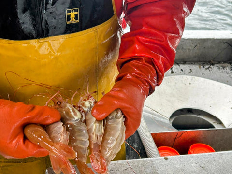 Spot Prawns - 1 lb