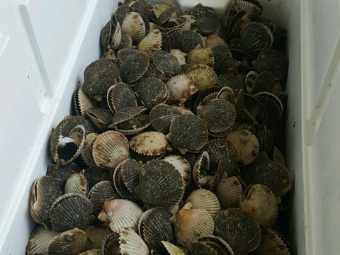 Scallops - 1 lb